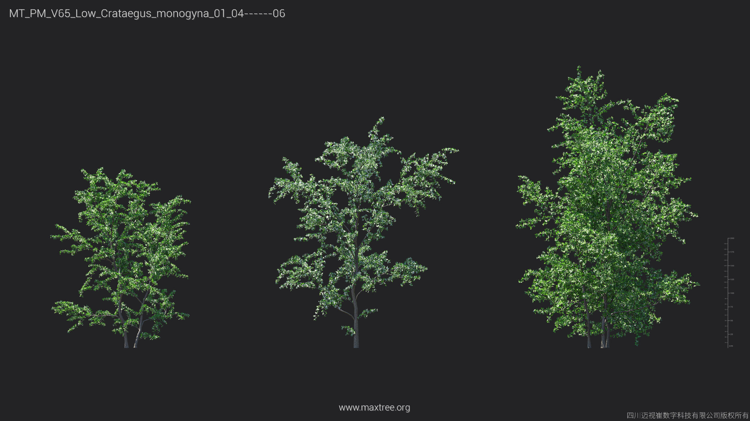 Maxtree Plant Models Vol 65 Low Poly - Mesh 3D model_18