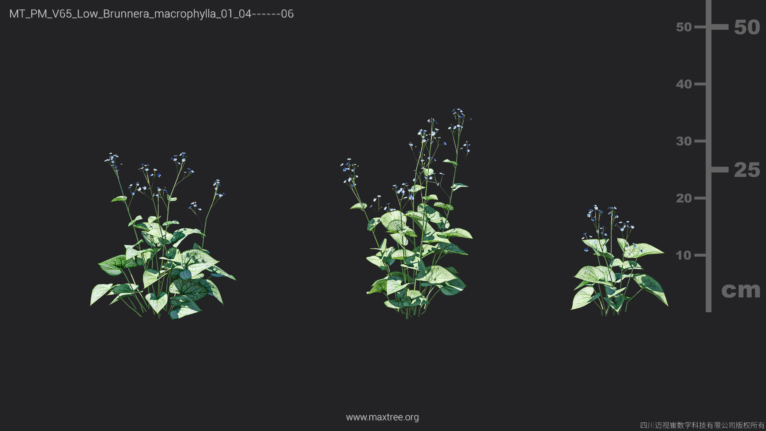 Maxtree Plant Models Vol 65 Low Poly - Mesh 3D model_12