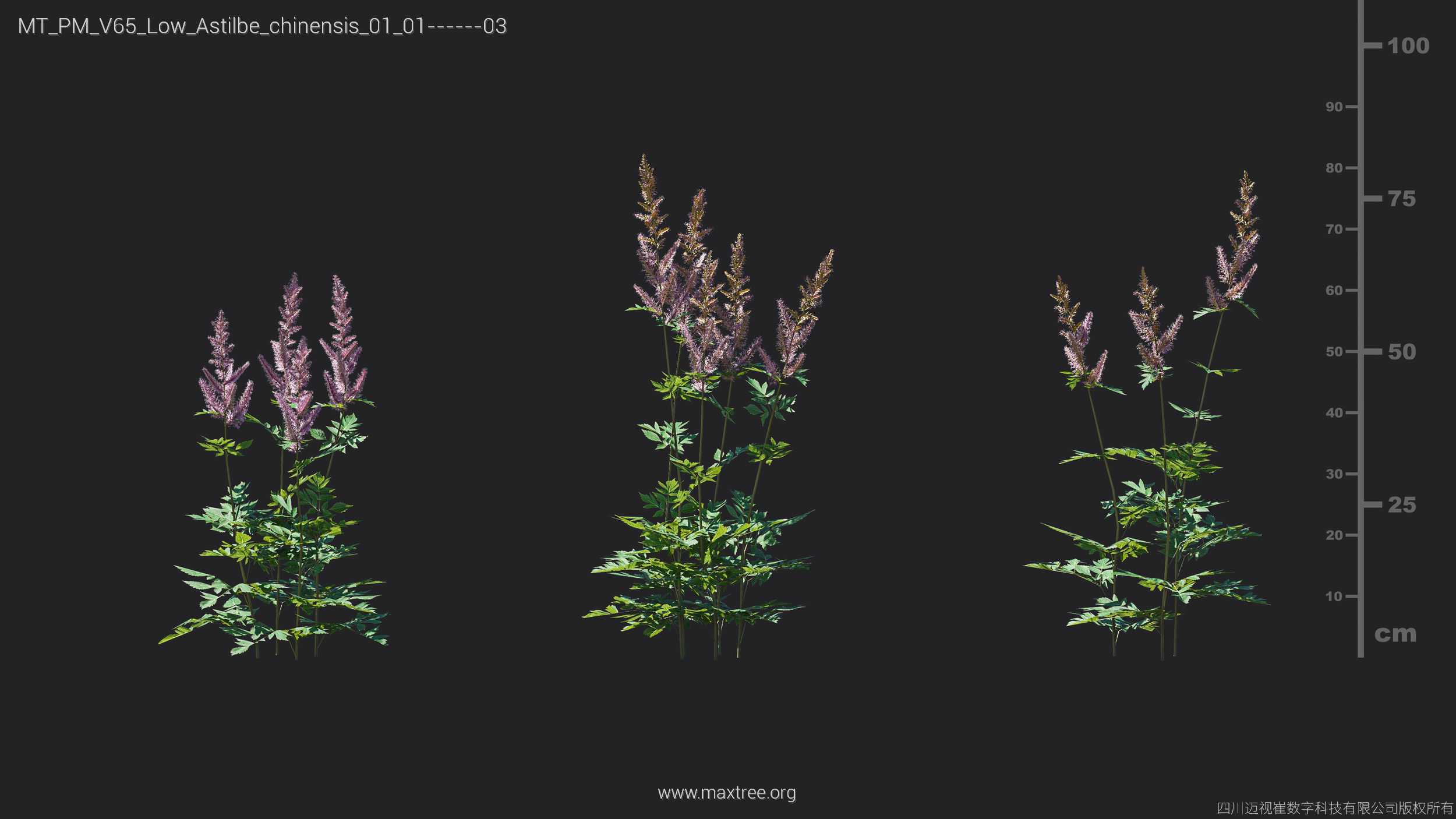 Maxtree Plant Models Vol 65 Low Poly - Mesh 3D model_9