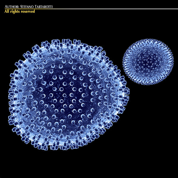 Lymphocytic choriomeningitis 3D model_1