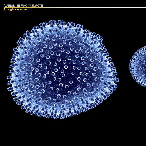 Lymphocytic choriomeningitis 3D model_4