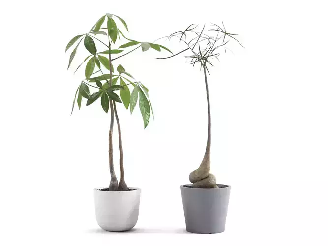 Plants Pack - Money and Bottle tree S