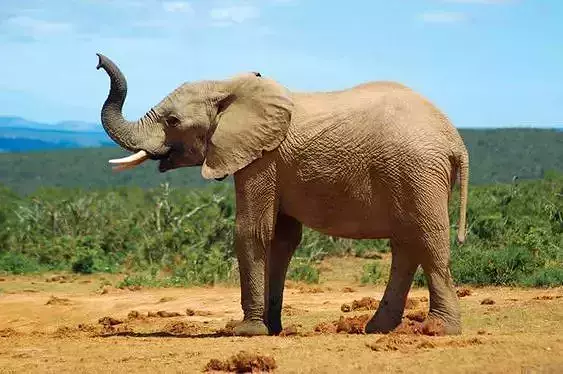 ELEPHANT  MODEL 3D
