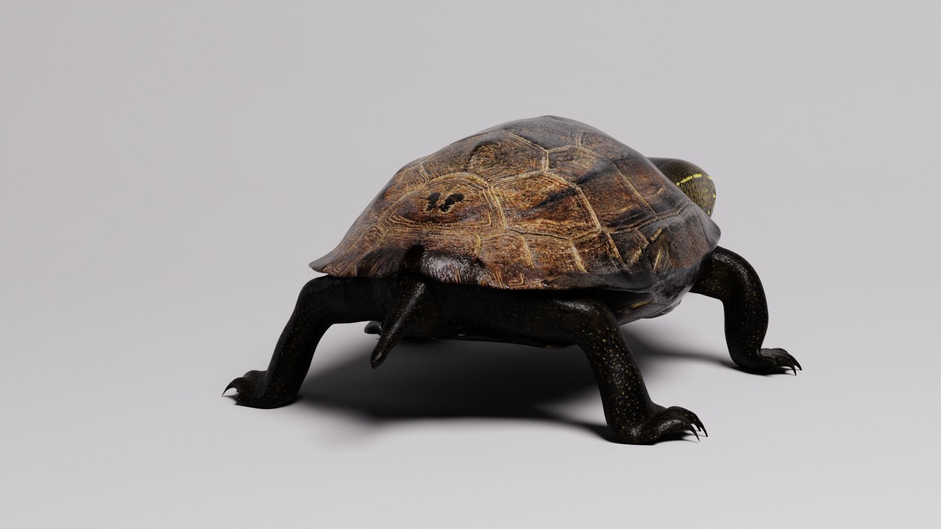 Realistic Turtle high res 3D model 3D model_2