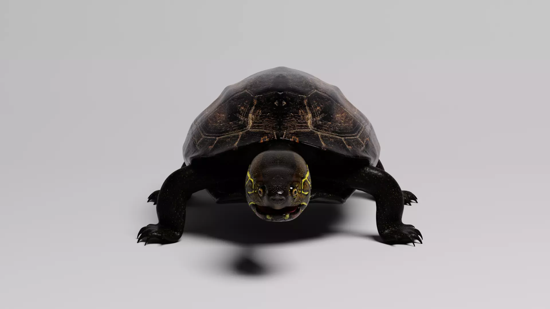 Realistic Turtle high res 3D model 3D model_0