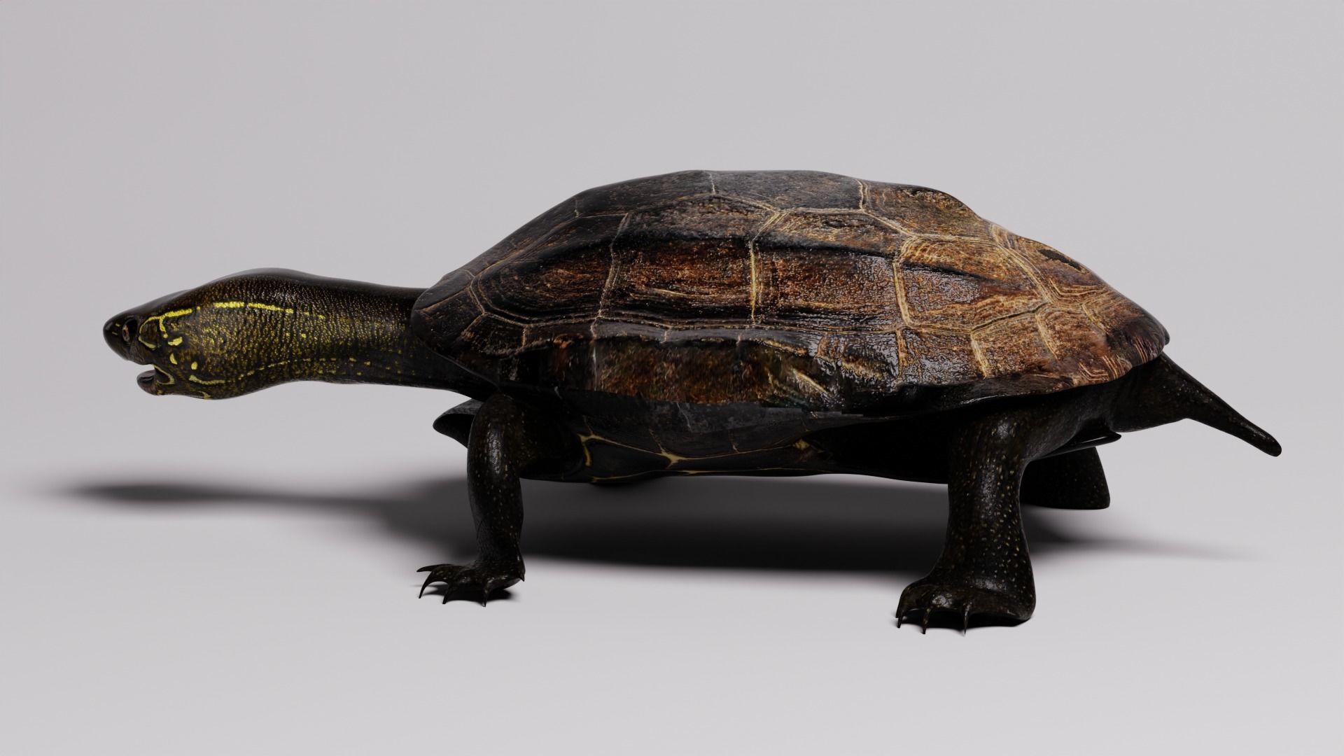 Realistic Turtle high res 3D model 3D model_1
