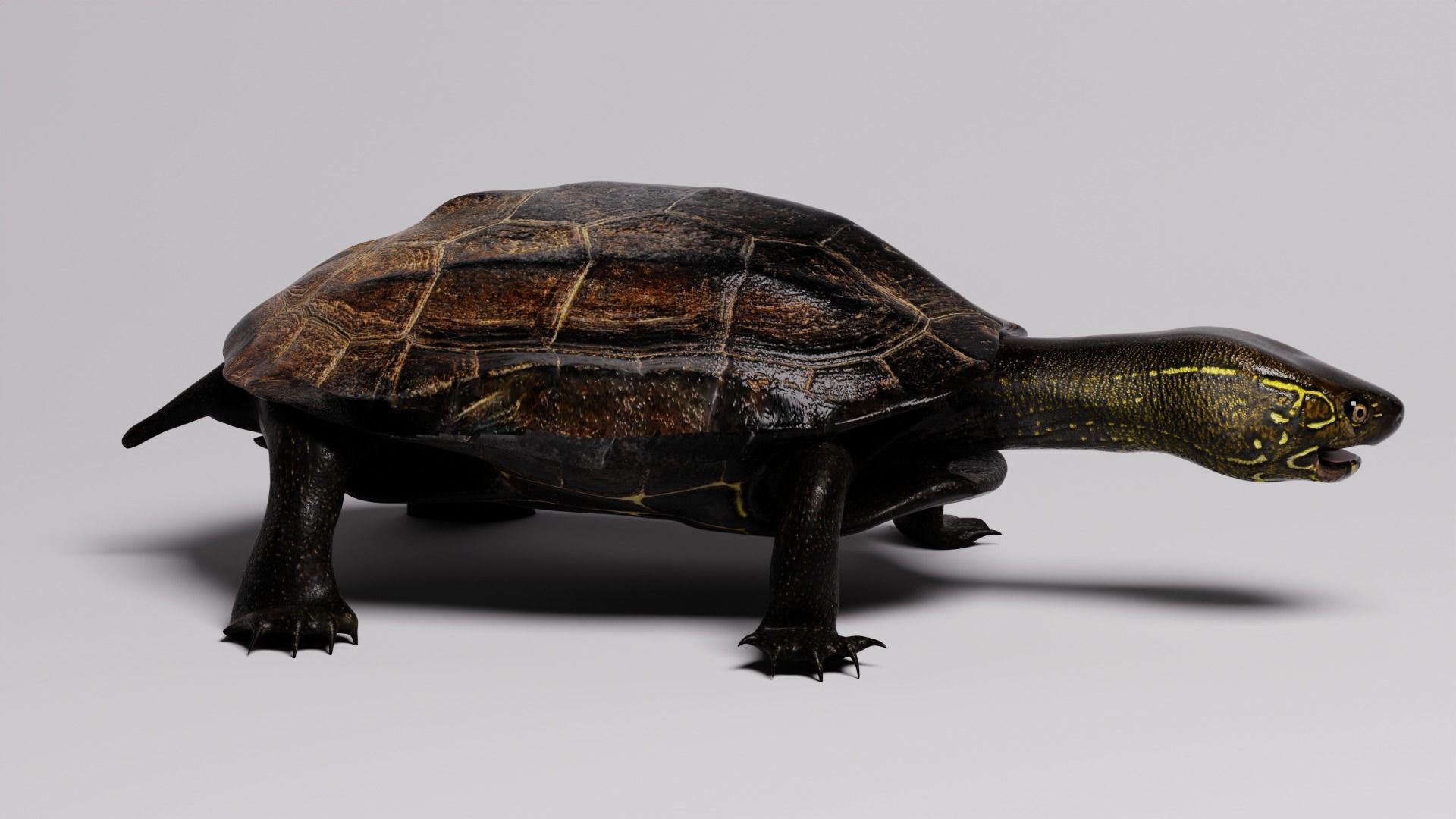 Realistic Turtle high res 3D model 3D model_3