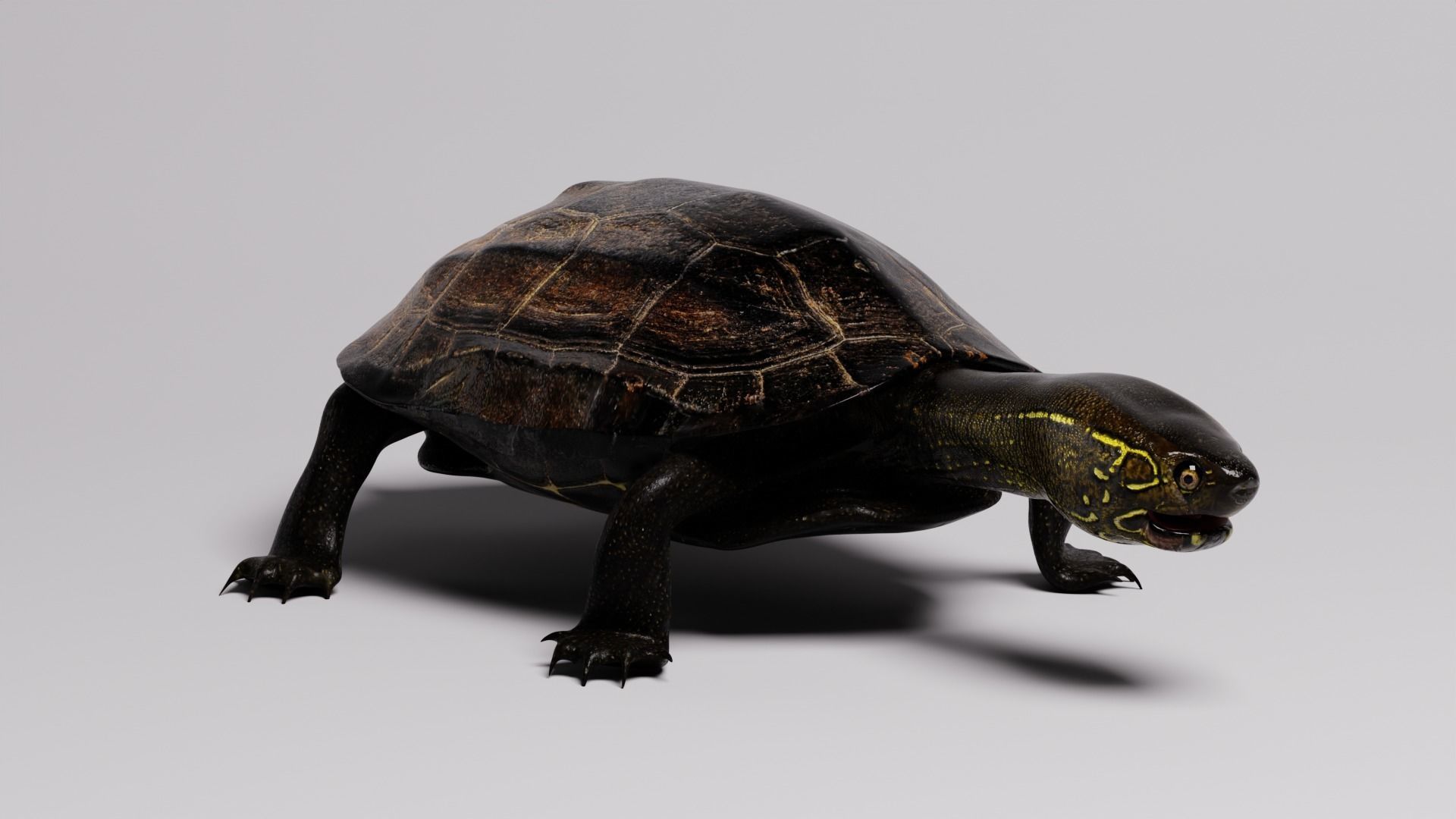 Realistic Turtle high res 3D model 3D model_4