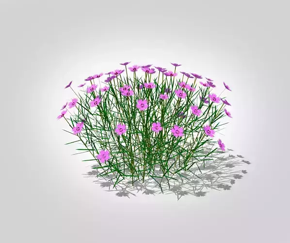 Plant Dianthus Plumarius