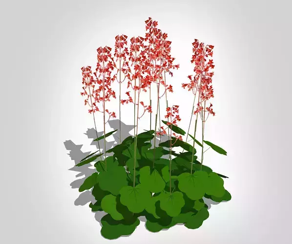 Plant Heuchera Sanguinea - Coral Bells Low-poly 3D model