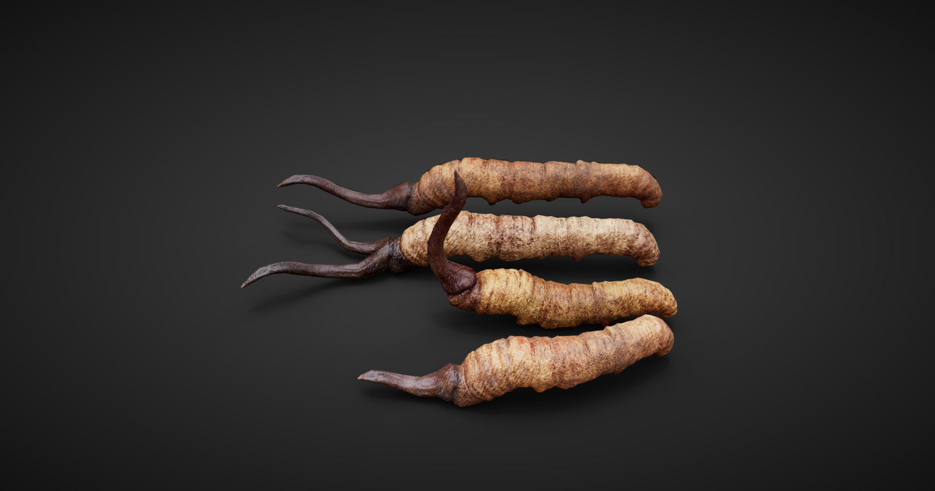 insect Low-poly 3D model_4