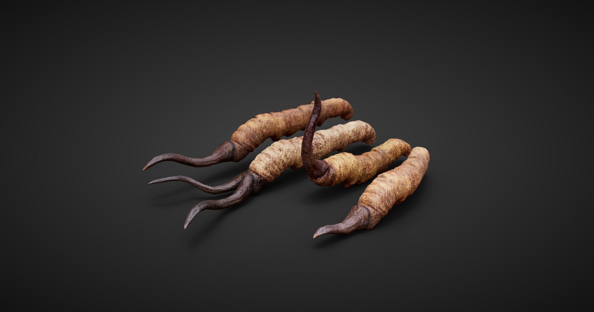 insect Low-poly 3D model_3