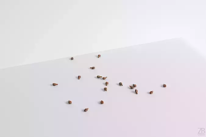 Grape Seed 3D model