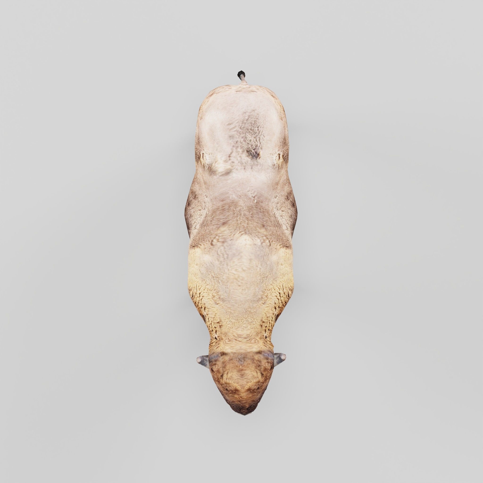 European Bison Male 3D model_22