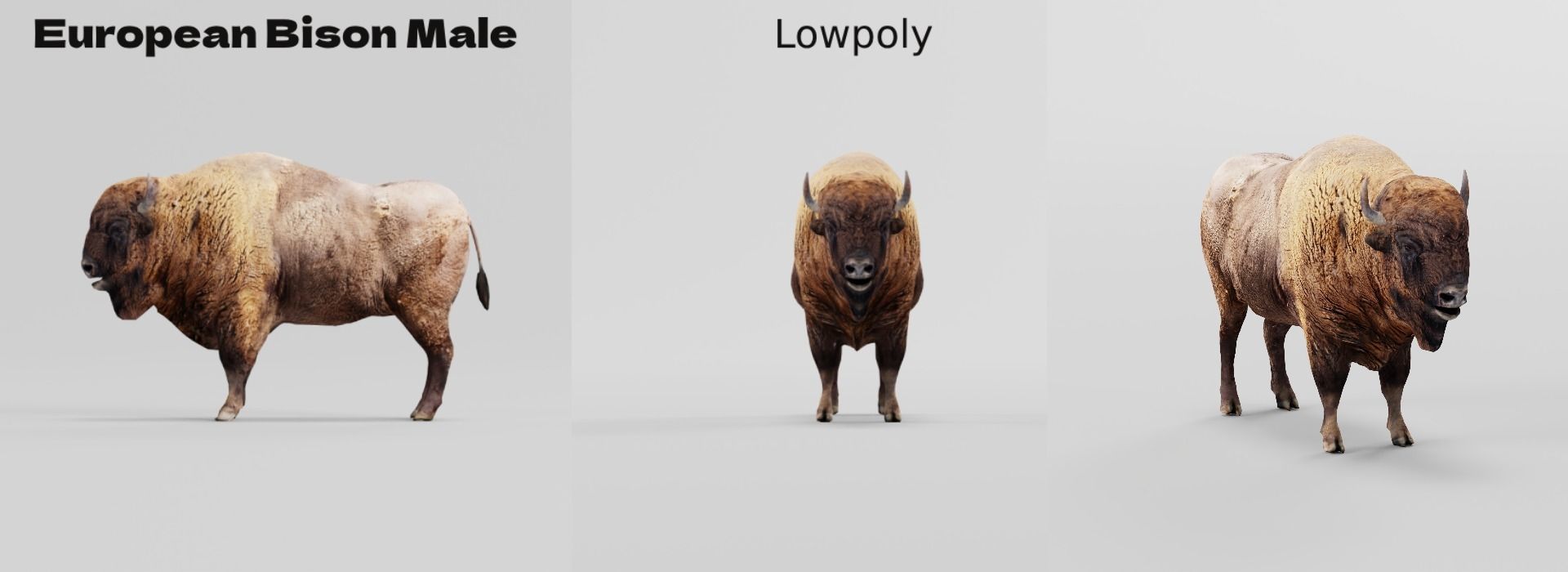 European Bison Male 3D model_3