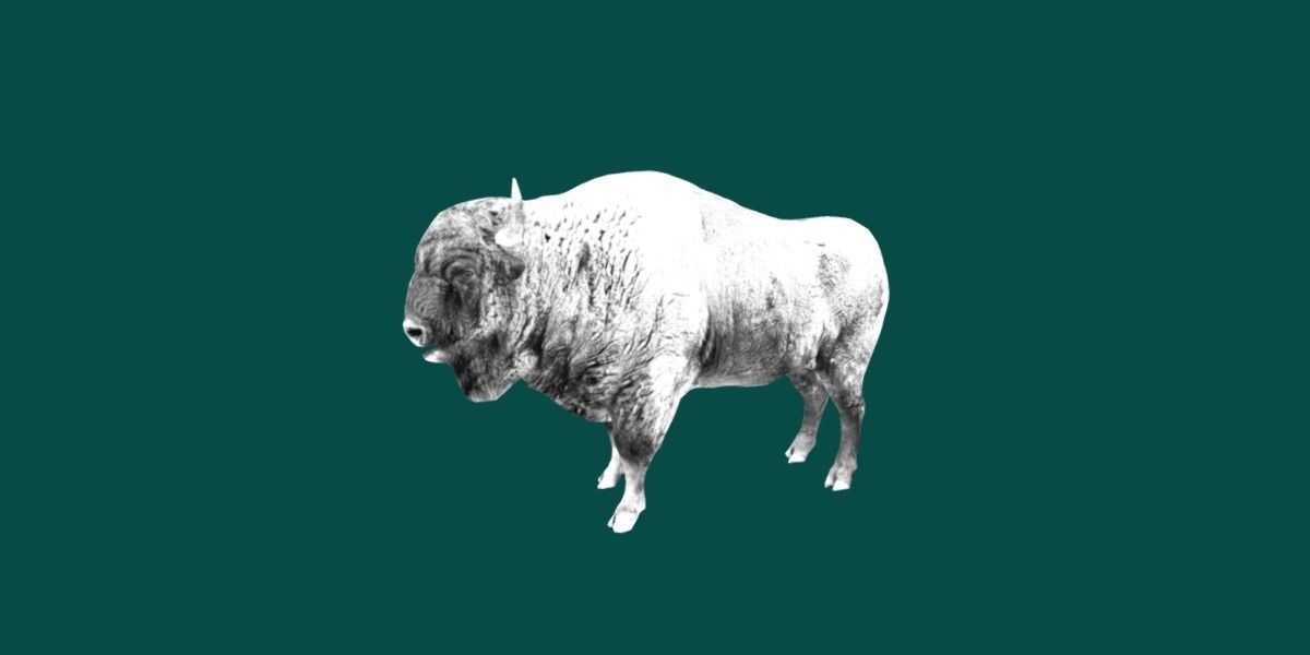 European Bison Male 3D model_16