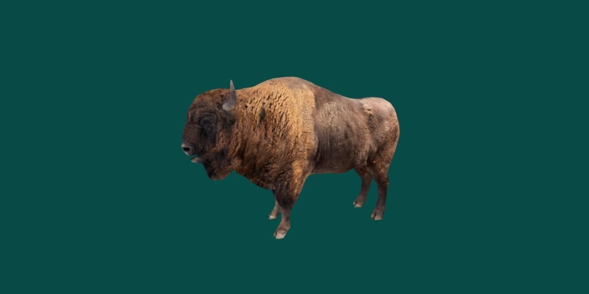European Bison Male 3D model_15
