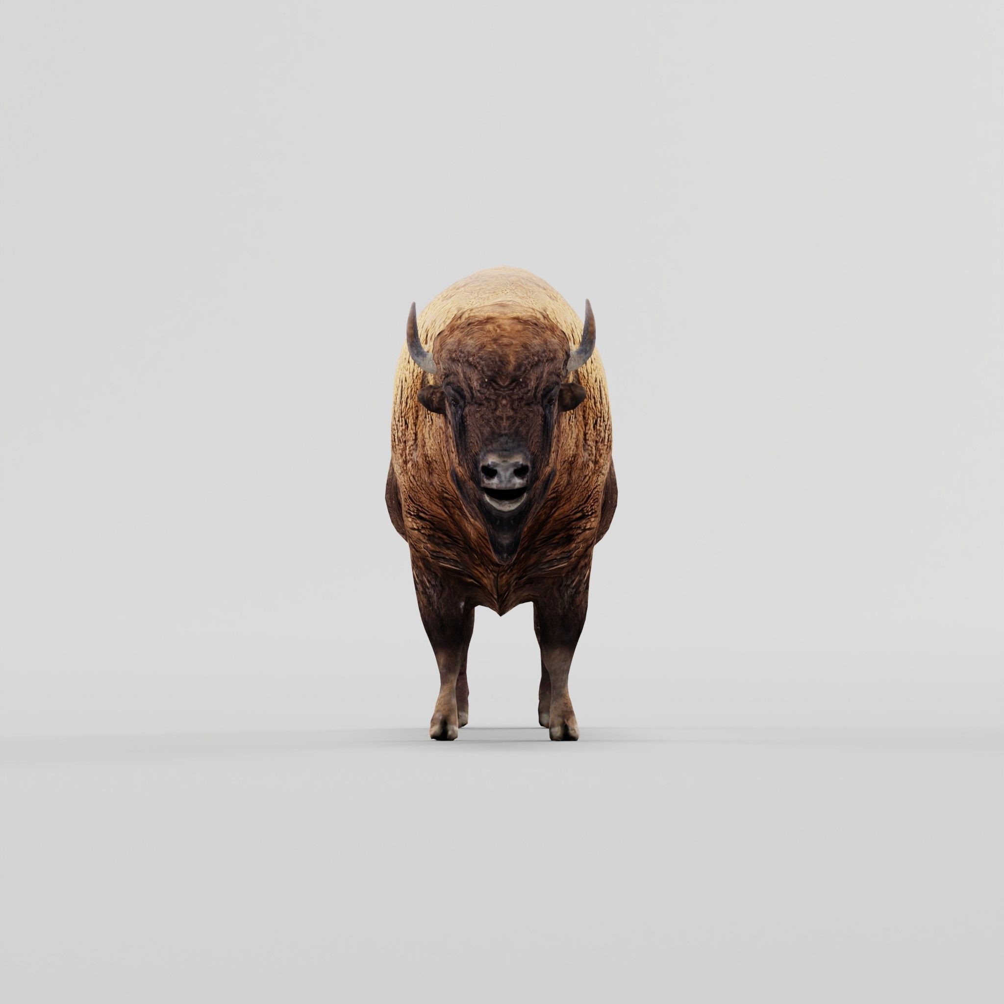European Bison Male 3D model_20