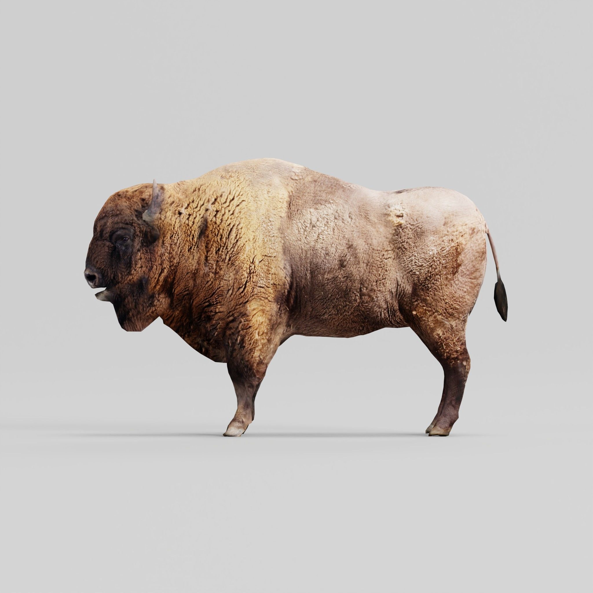 European Bison Male 3D model_21