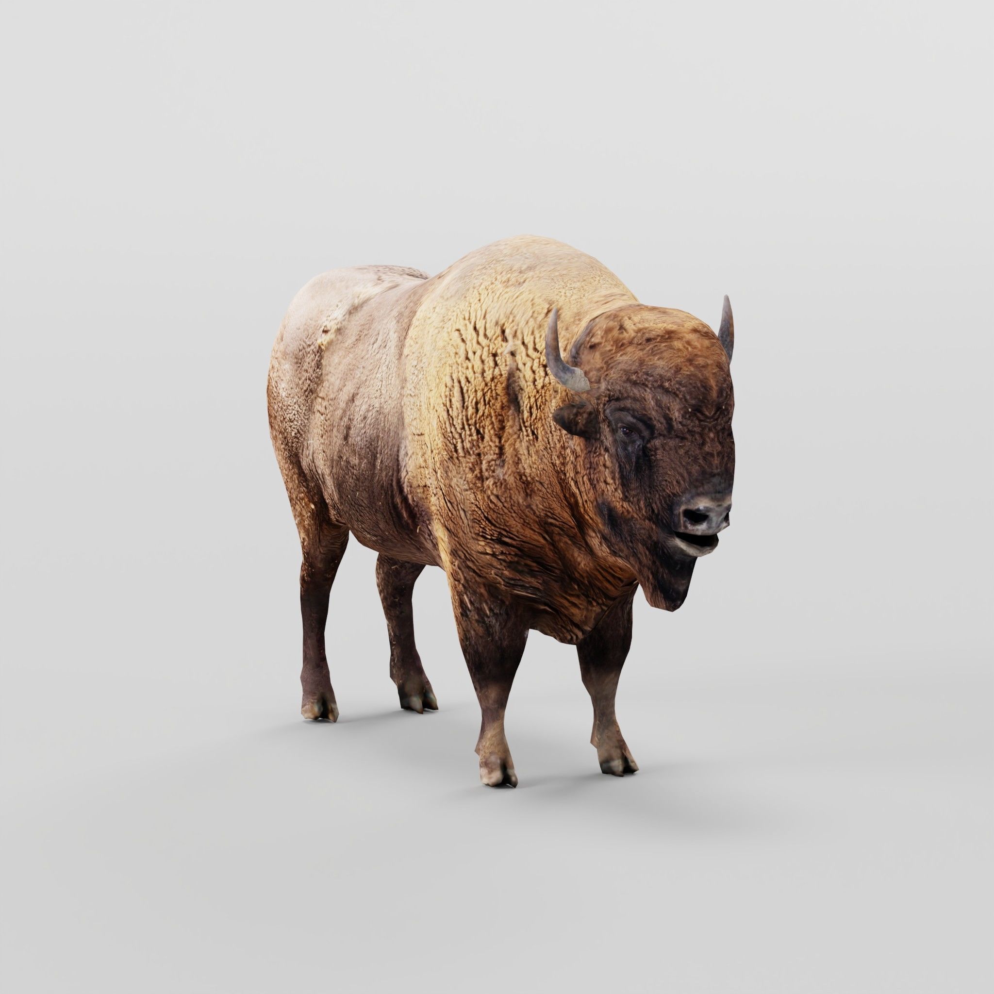 European Bison Male 3D model_19