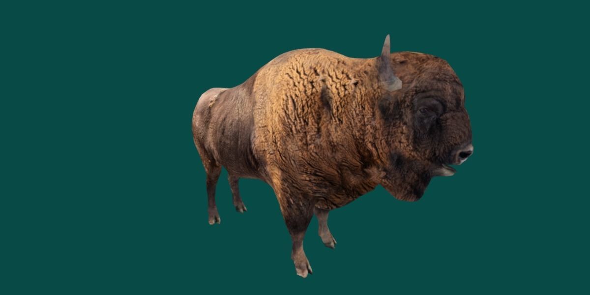 European Bison Male 3D model_12