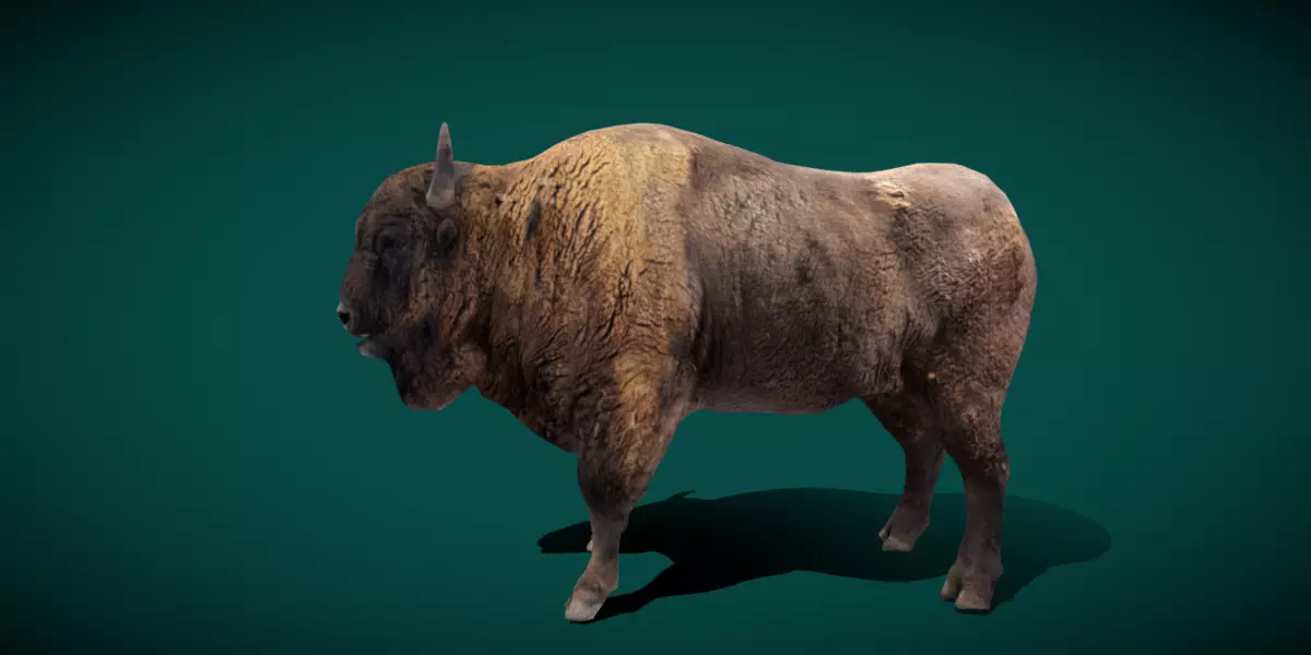 European Bison Male 3D model_0