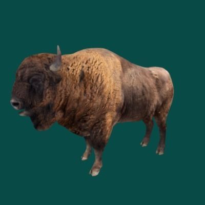 European Bison Male 3D model_9