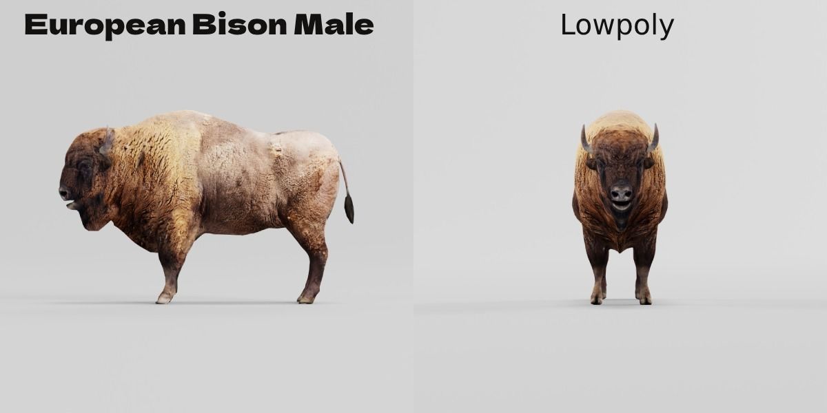European Bison Male 3D model_11