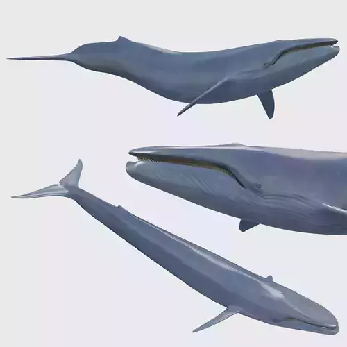 Accurate Blue Whale - 3d animated 3D model