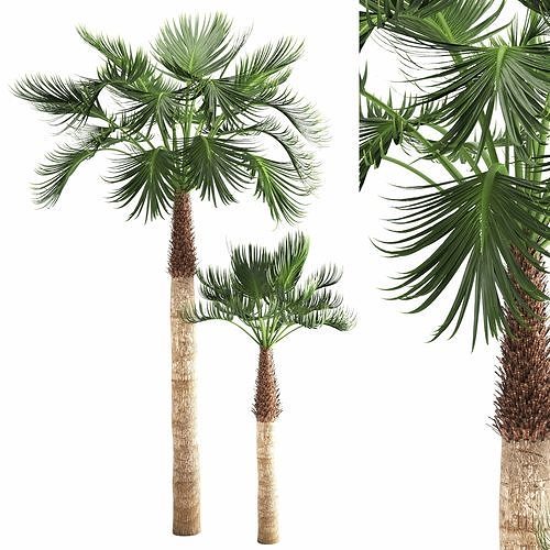 Hyophorbe lagenicaulis palm-03 3D model