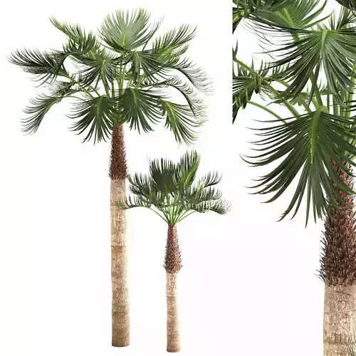 Hyophorbe lagenicaulis palm-03
