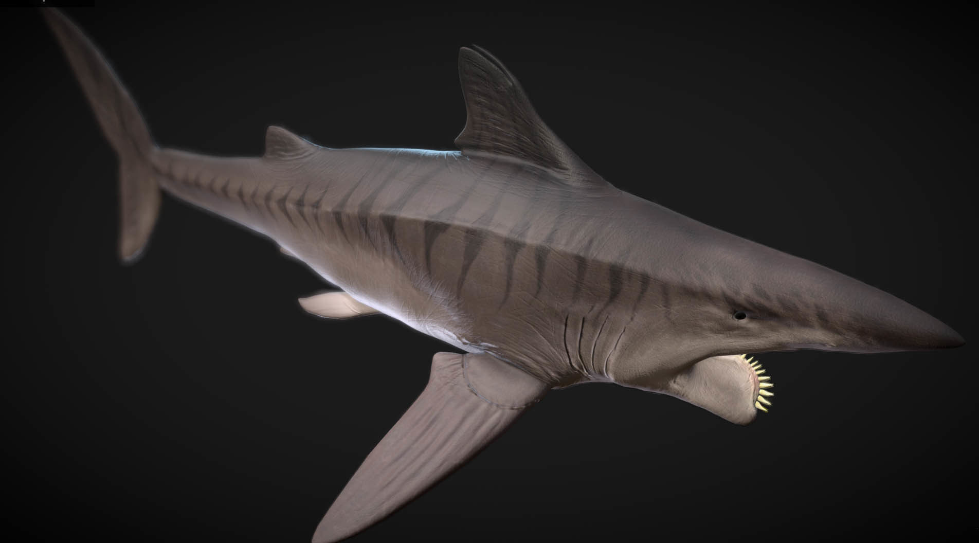 Helicorpion Low-poly 3D model_3