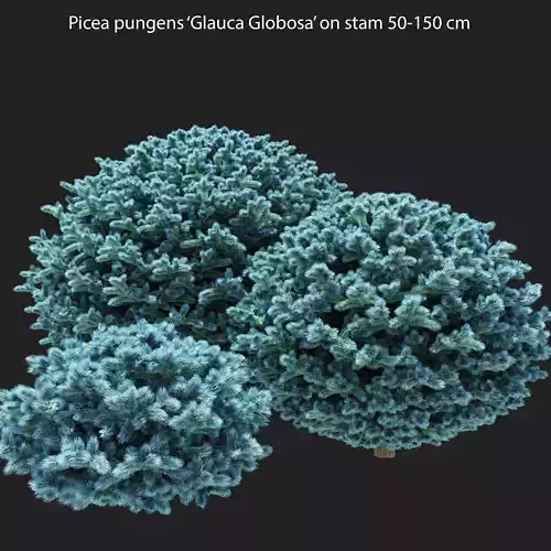 Blue spruce - Picea pungens glauca globosa ball 50-150cm