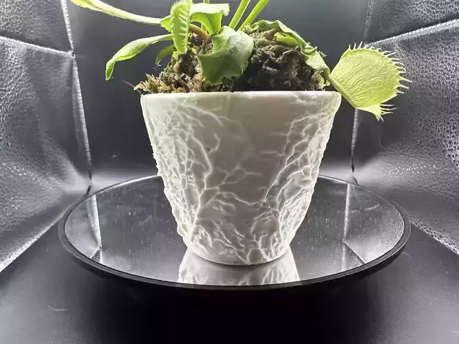 Vascular plant pot