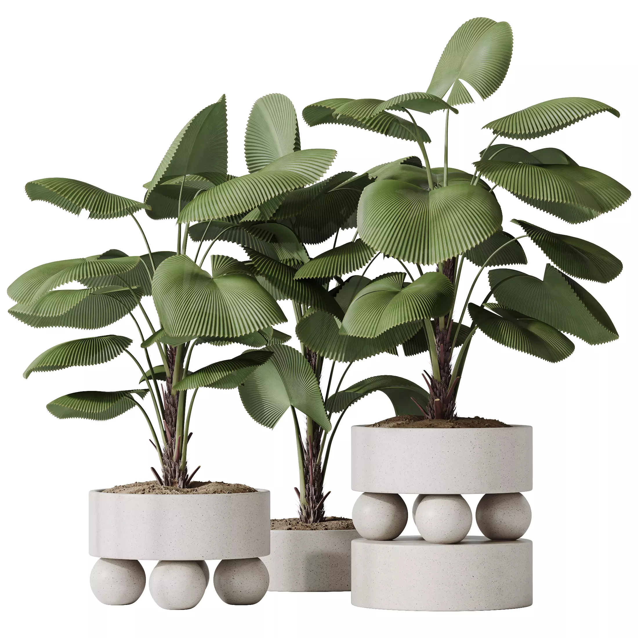 HousePlants Licuala Grandis Ruffled Fan Palm 3D model