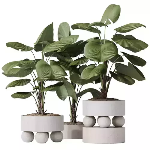 HousePlants Licuala Grandis Ruffled Fan Palm 3D model