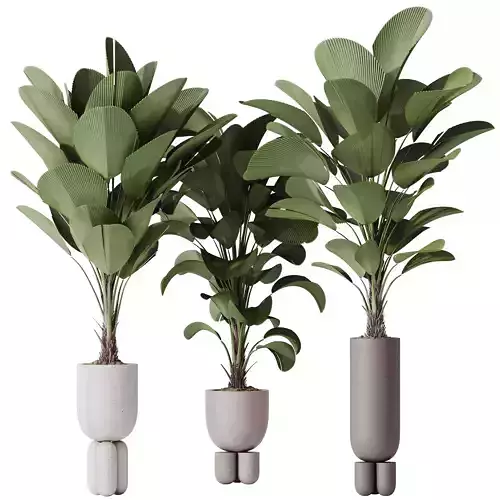 HousePlants Licuala Grandis Ruffled Fan Palm Set02 3D model