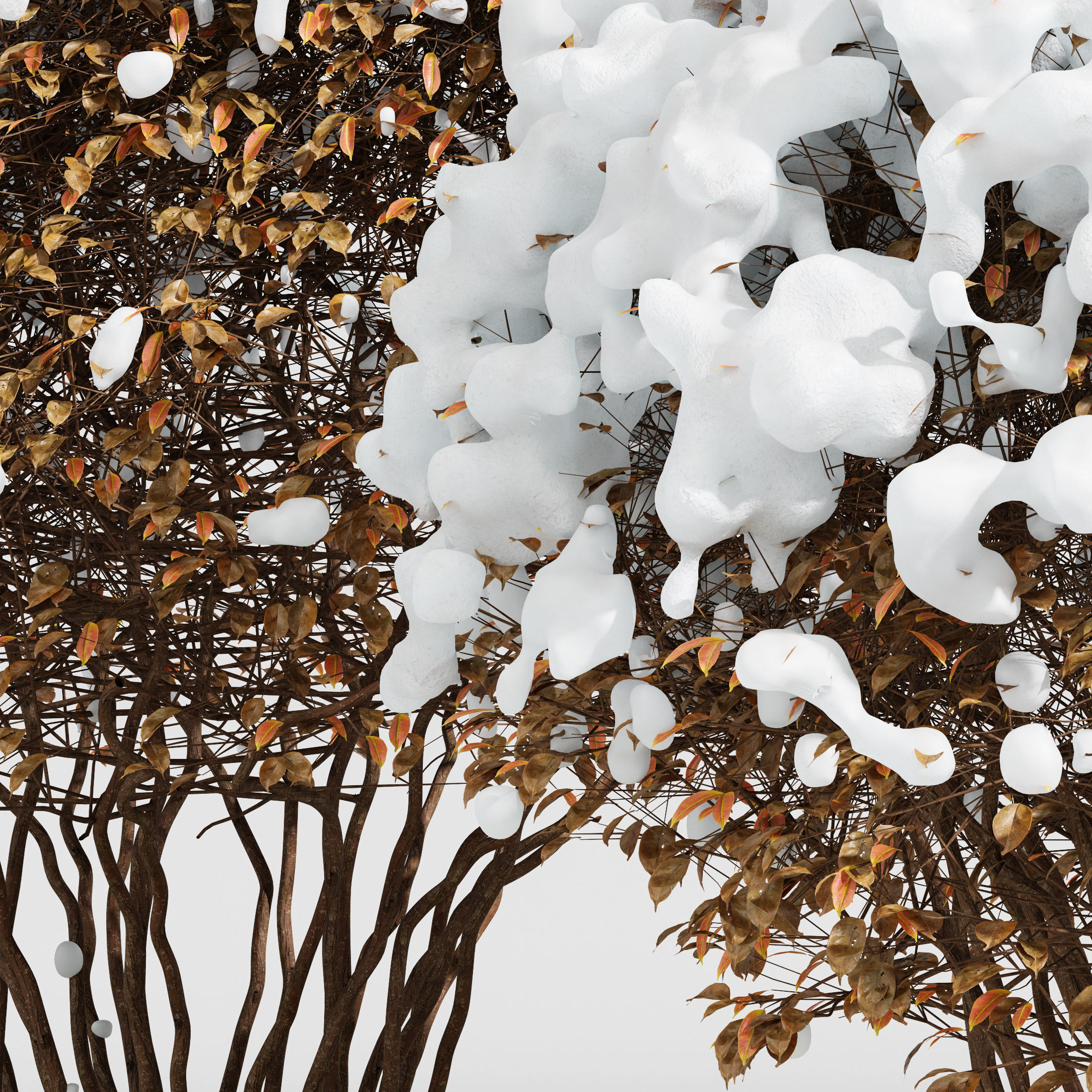 Dwarf Yaupon Holly Box Spherical Cone Winter 02 Free 3D model_1