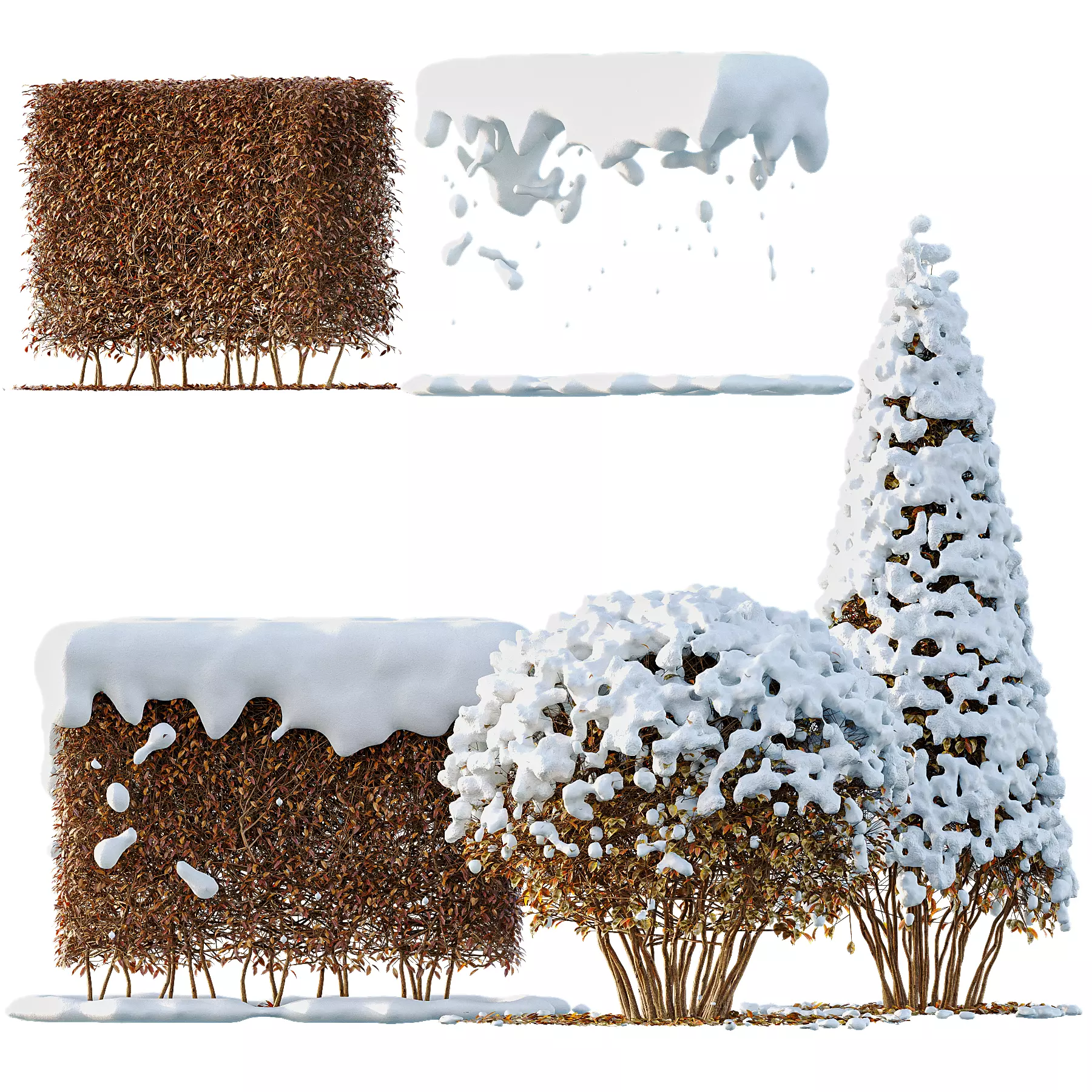 Dwarf Yaupon Holly Box Spherical Cone Winter 02 Free 3D model_0