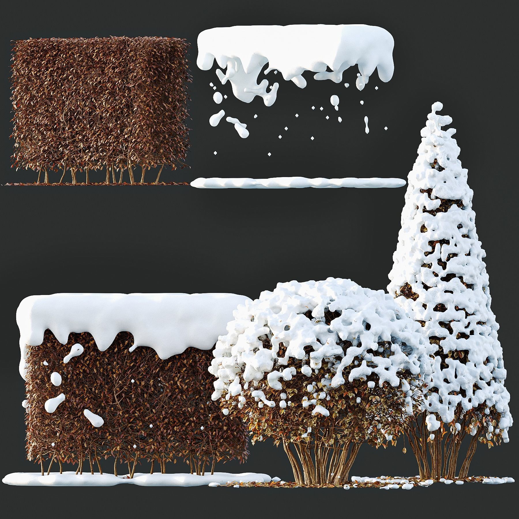 Dwarf Yaupon Holly Box Spherical Cone Winter 02 Free 3D model_2