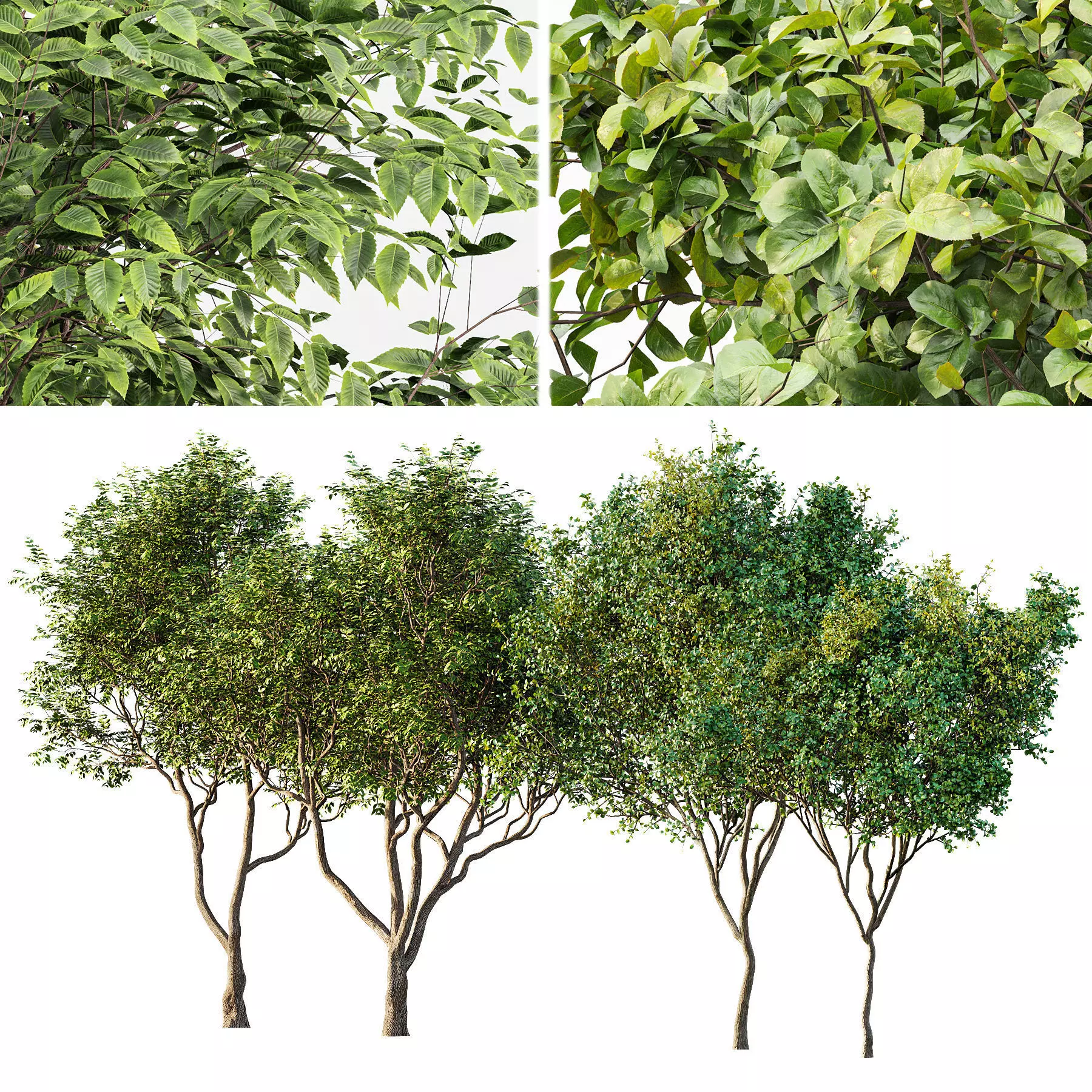 Sweet chestnut and Bush Leaf 3D model