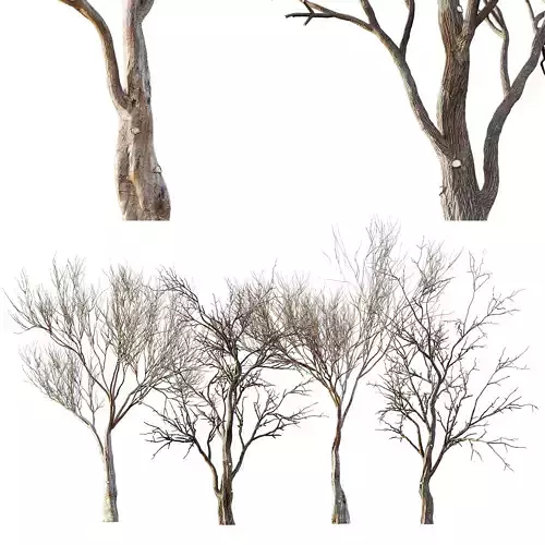 Dry Or Dead Tree 02 3D model