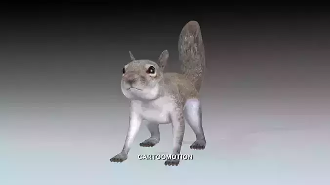 Squirrel