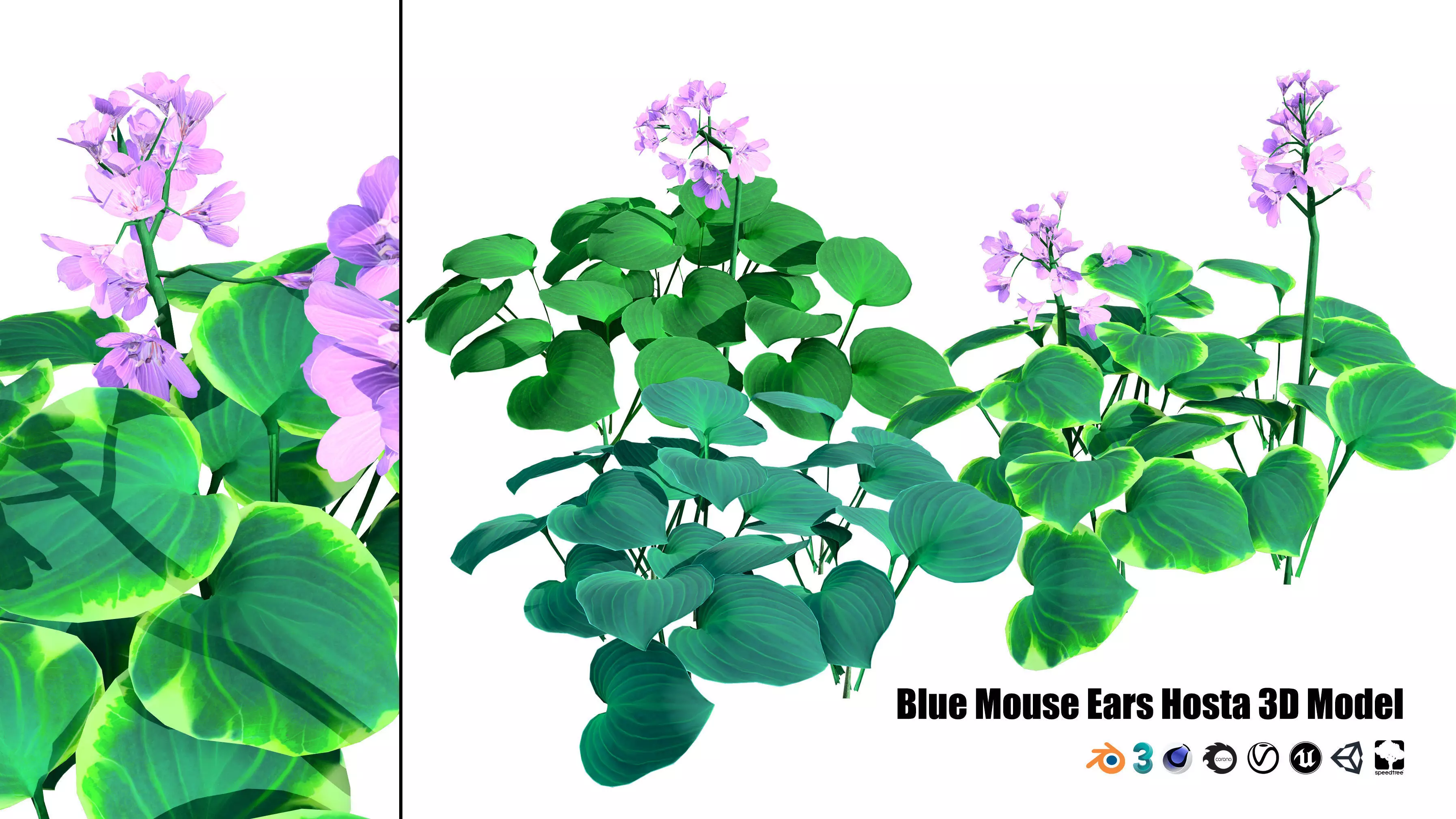 Blue Mouse Ears Hosta 3d model Low-poly 3D model