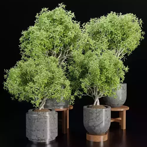 indoor plants collection vol 192-Blender 3D model
