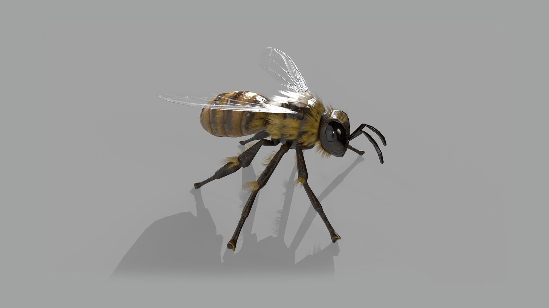 Bee lowpoly Low-poly 3D model_7