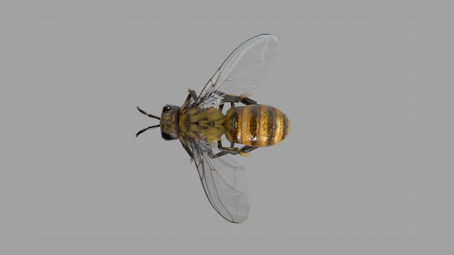 Bee lowpoly Low-poly 3D model_2