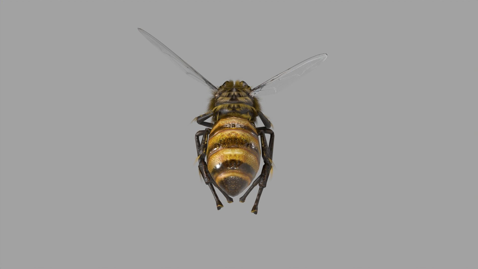 Bee lowpoly Low-poly 3D model_4