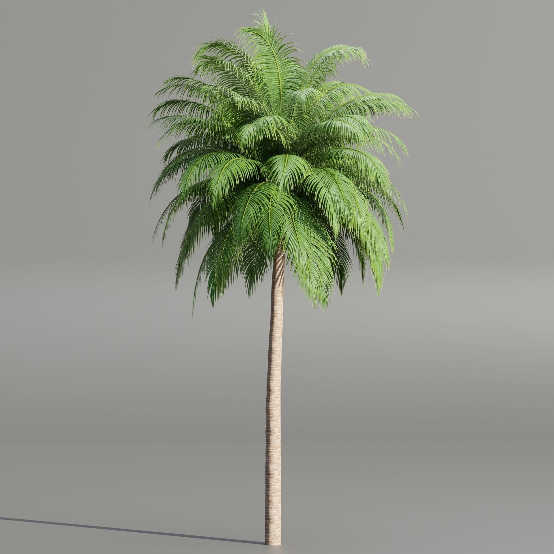 Palm trees collection 195-Blender 3D model_4