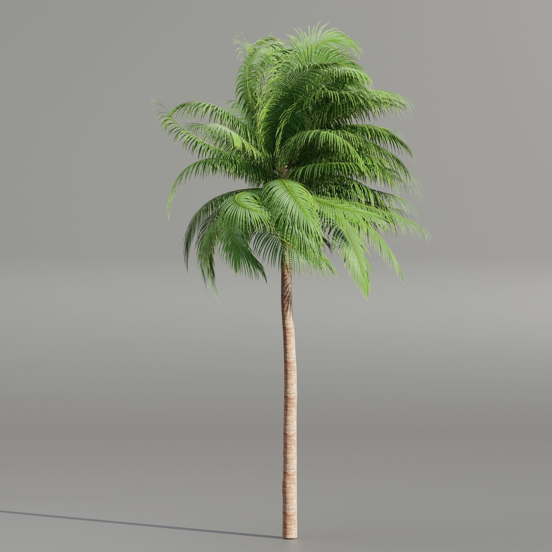 Palm trees collection 195-Blender 3D model_3